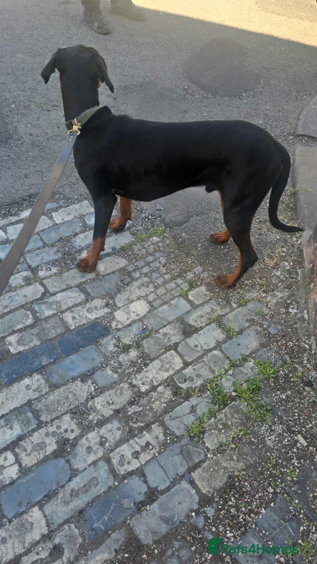 Dobermann dogs for sale: Doberman - Image 6