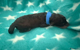 Labradoodle dogs for sale: Miniature Labradoodle F1BB Puppies - Image 2