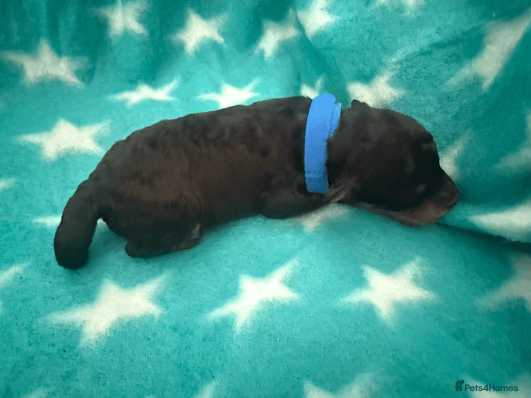 Labradoodle dogs for sale: Miniature Labradoodle F1BB Puppies - Image 2