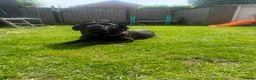 Cane Corso dogs for sale: Female cane corso  - Advert 6
