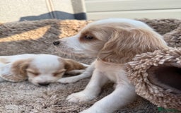 Cocker Spaniel dogs for sale: ⭐️READY TO LEAVE NOW - COCKER SPANIELS ⭐️ - Image 8