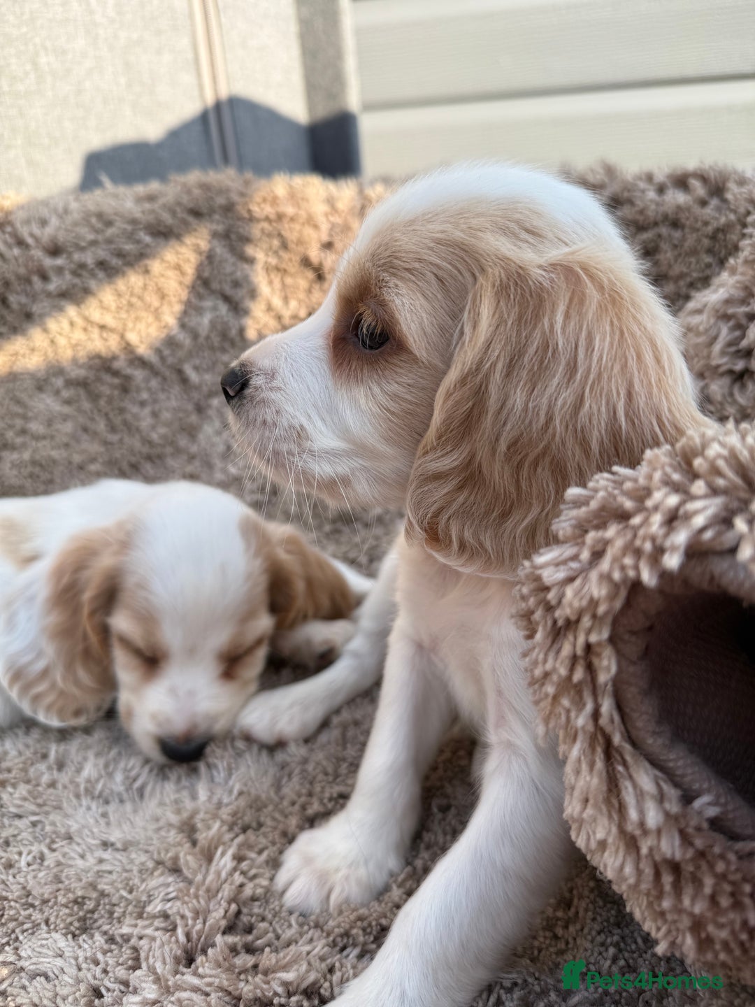 Cocker Spaniel dogs for sale: ⭐️READY TO LEAVE NOW - COCKER SPANIELS ⭐️ - Image 8