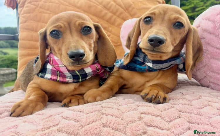 Miniature Dachshund dogs - Advert 12