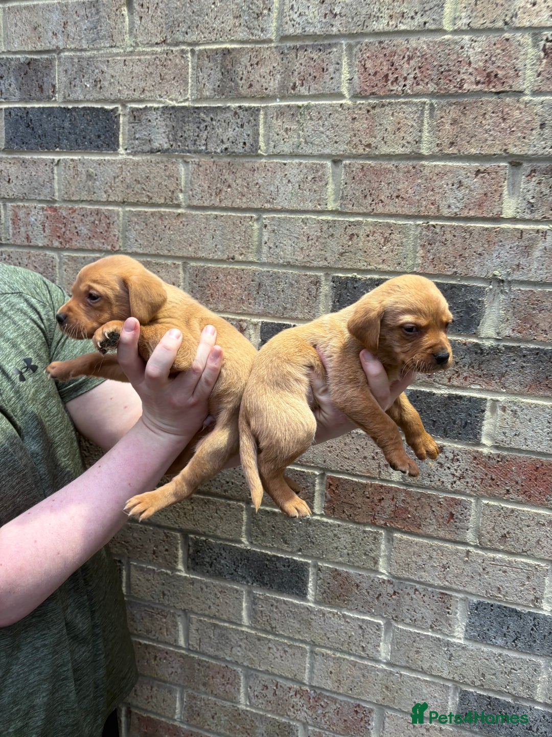 Labrador Retriever dogs for sale: Kc fox red Labrador puppies 4 boys ready to go  - Advert 22