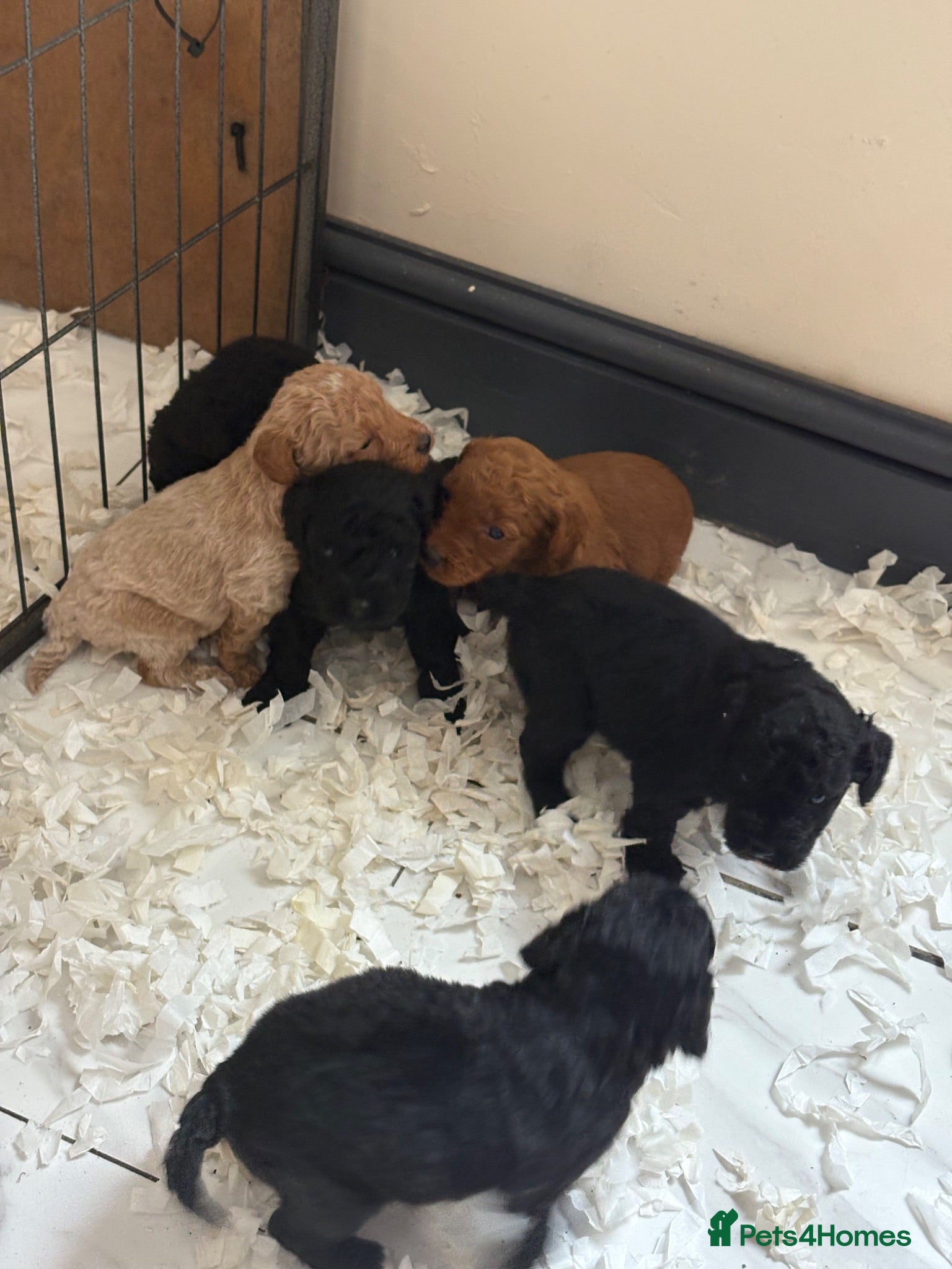 Cockapoo dogs Cockapoo Puppies - Advert 2
