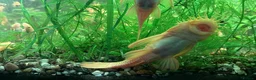 Plecos fish for sale: L144 Blue Eyed Bristlenose Pleco size 3 cm - Advert 26