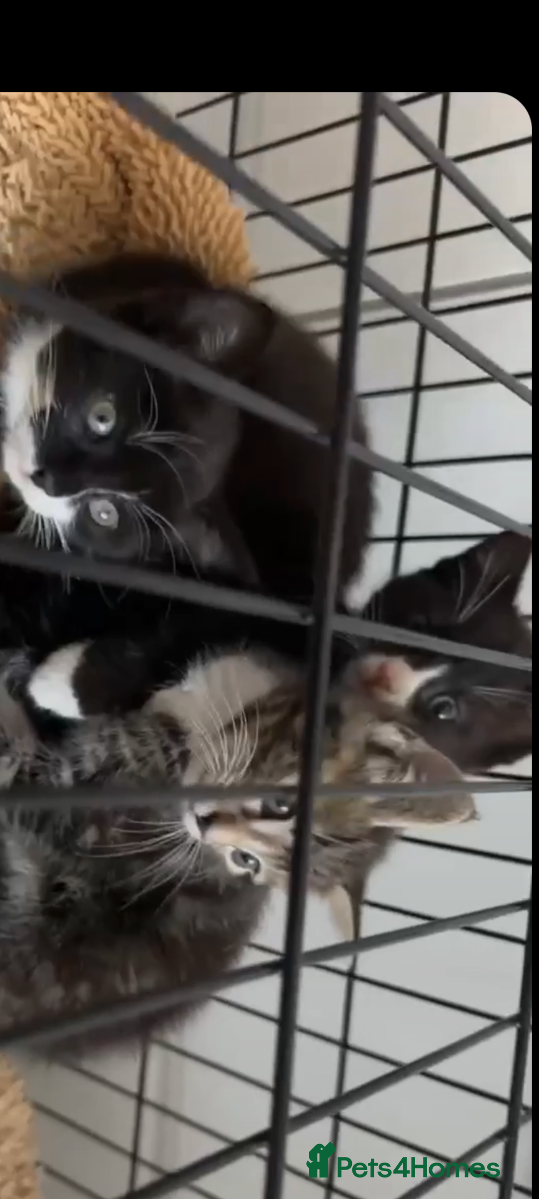 Mixed Breed cats for sale: Beautiful kittens for sale. - Image 10