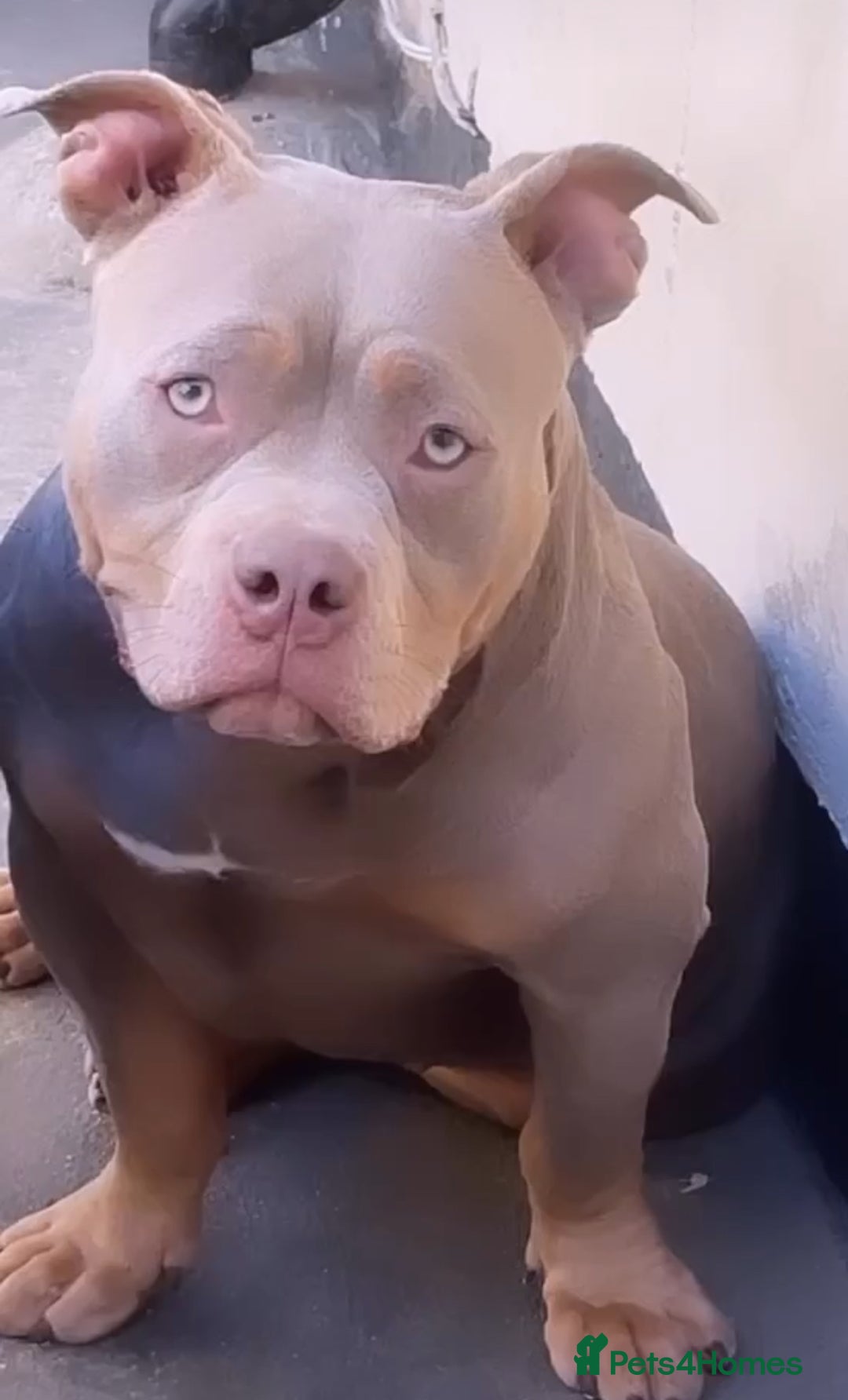 American Bully dogs for sale: Pocket bully puppy’s ready to go - Image 7