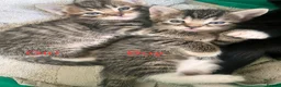 Mixed Breed cats for sale: Beautiful kittens - Advert 12