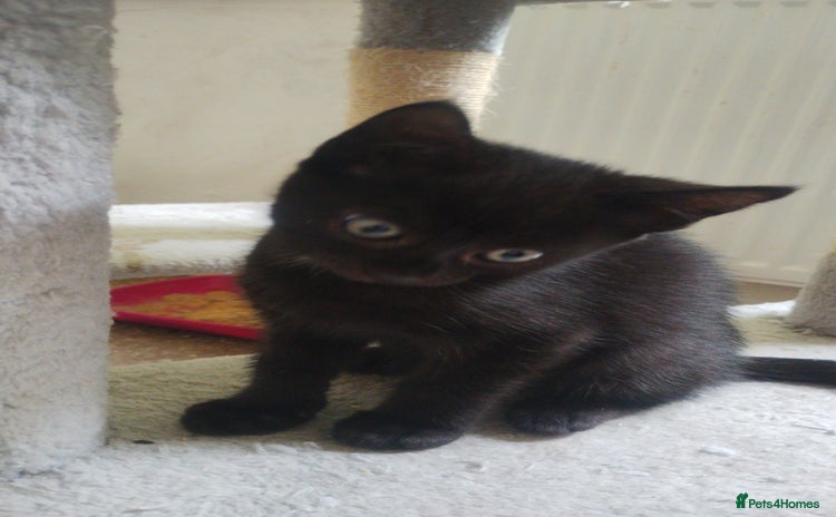 Mixed Breed cats - Advert 4