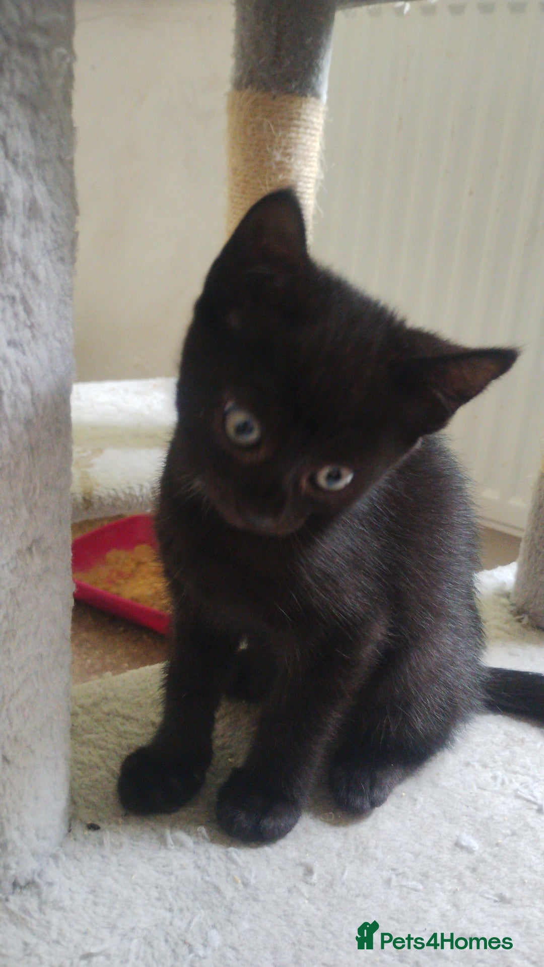 Mixed Breed cats for sale: Kittens * Just one black female now * - Image 1