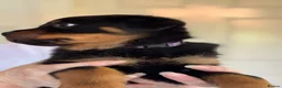 Rottweiler dogs for sale: Rottweiler puppies - Advert 35