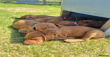 Hungarian Vizsla dogs - Advert 9