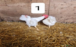 Chickens poultry for sale: Trios of pure bred chicken breeds - Image 8