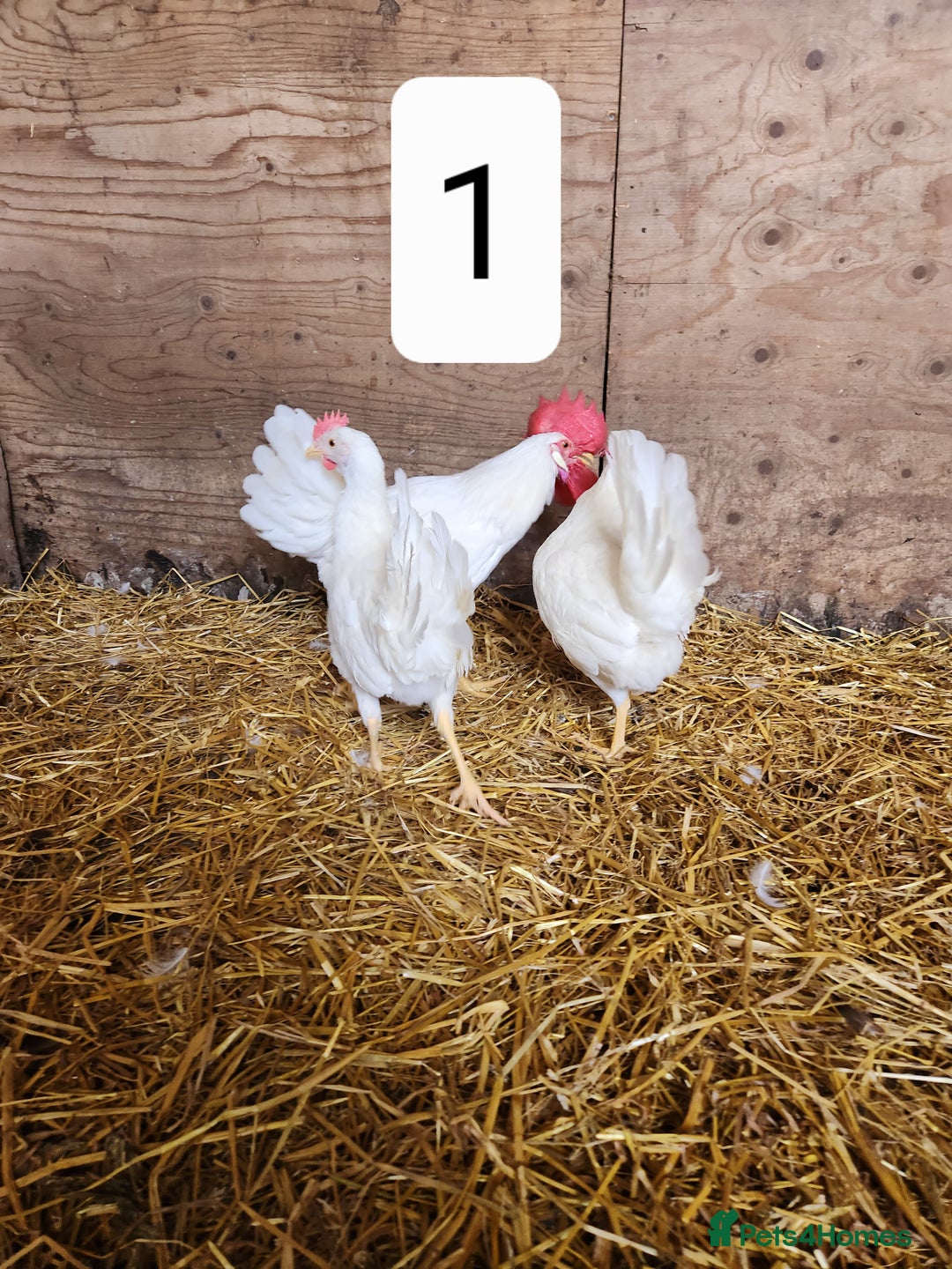 Chickens poultry for sale: Trios of pure bred chicken breeds - Image 8