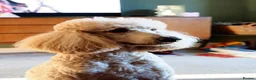 Standard Poodle dogs for sale: Beautiful Loving Girl  - Advert 3