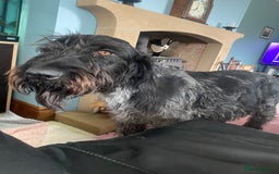 German Wirehaired Pointer dogs for sale: German wirehaired pointer  - Image 10
