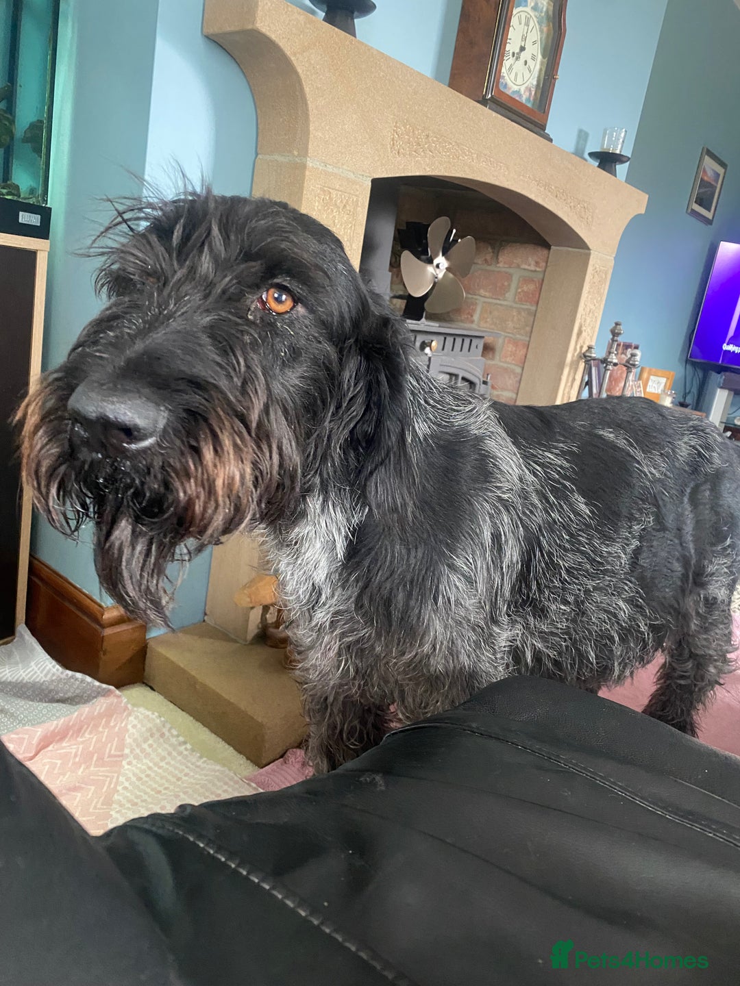 German Wirehaired Pointer dogs for sale: German wirehaired pointer  - Image 10