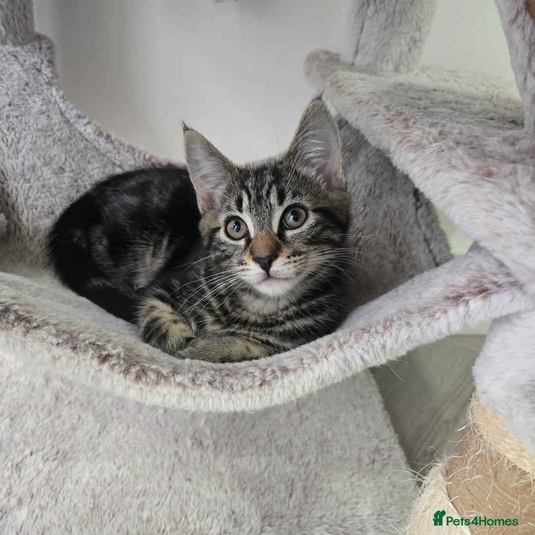 Maine Coon cats for sale: Maine coon x kittens - Advert 5