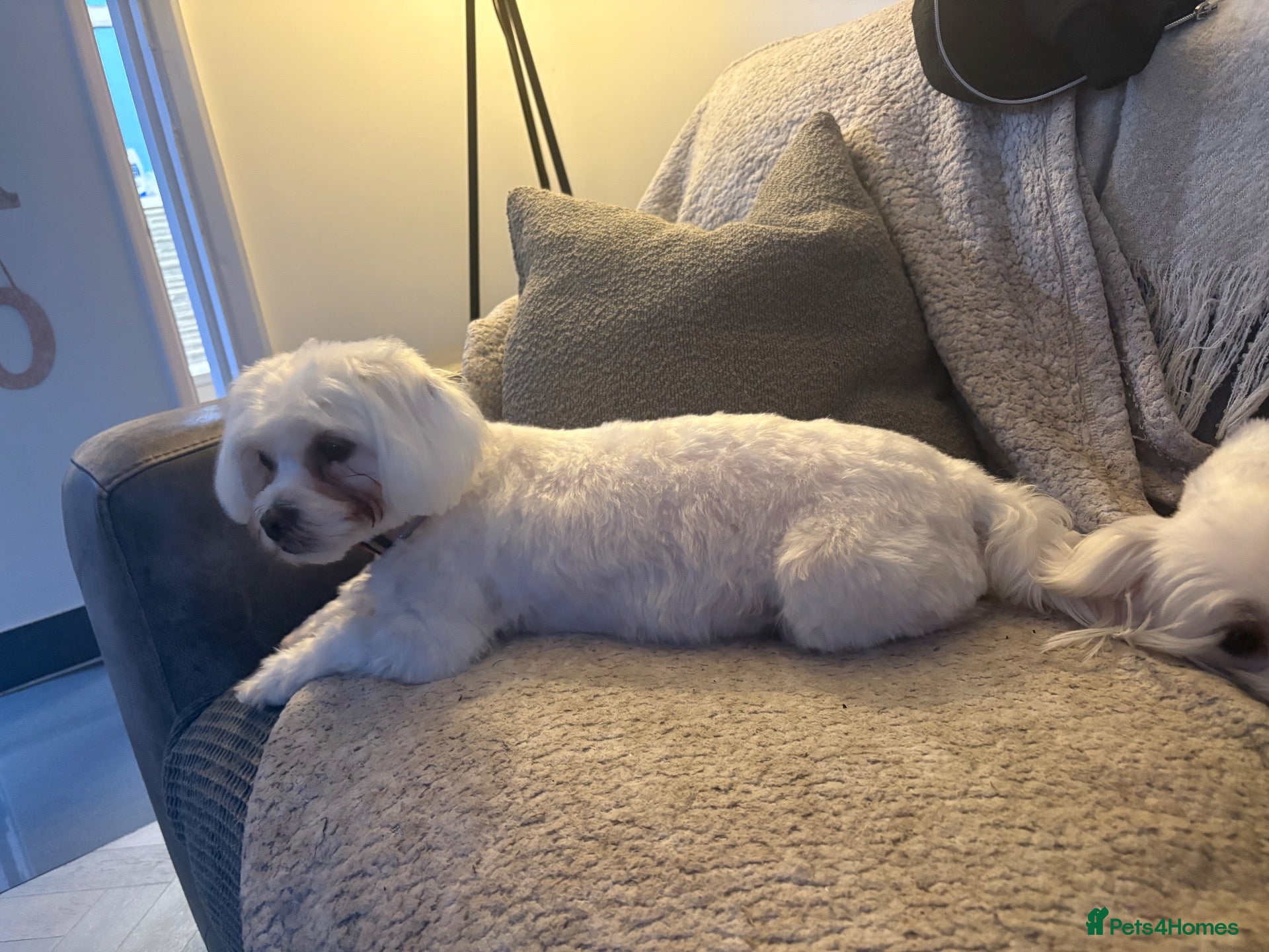 Maltipoo dogs Maltipoo waitlist open  - Advert 2