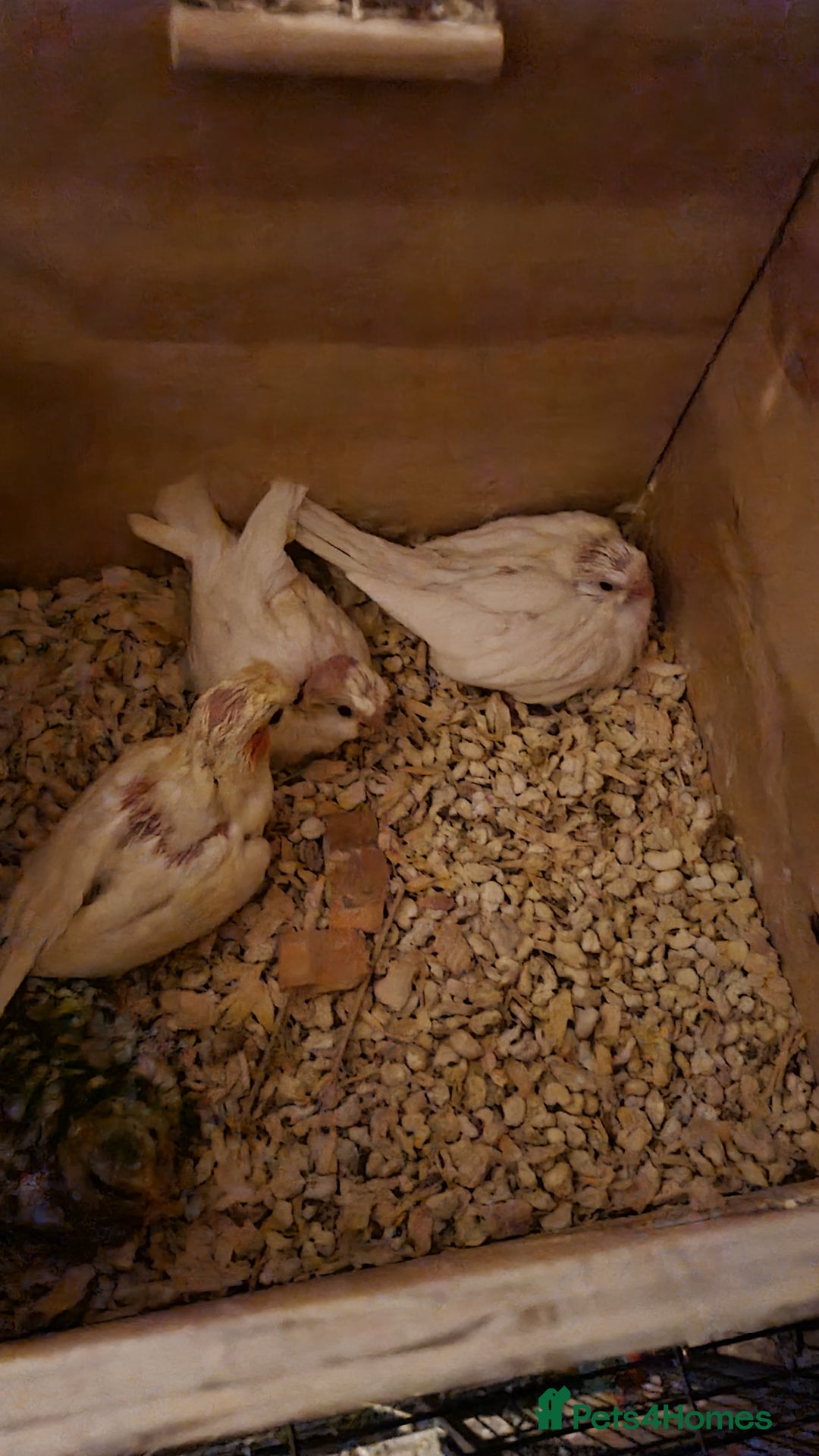 Cockatiels birds for sale: Baby cockatiels for sale  - Advert 3