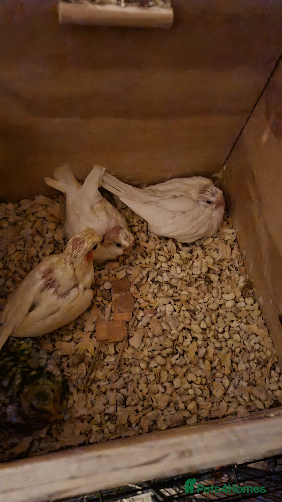 Cockatiels birds for sale: Baby cockatiels for sale  - Advert 13