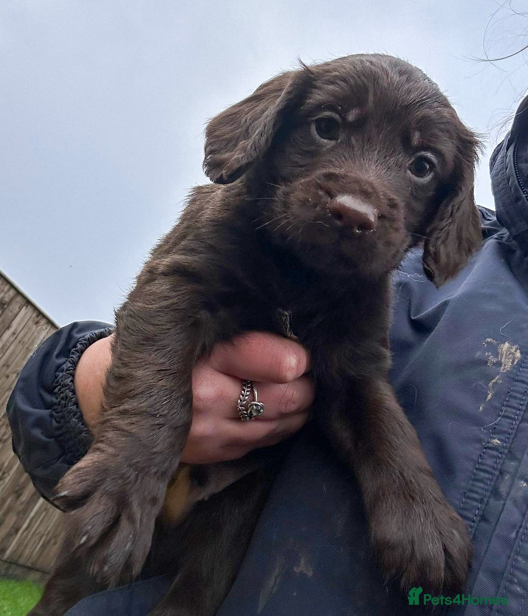 Cocker Spaniel dogs for sale: Two stunning chocolate cocker male pups available - Image 6