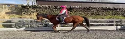 English Thoroughbred horses for sale: Stunning Thoroughbred 16.3 bay mare - Advert 2
