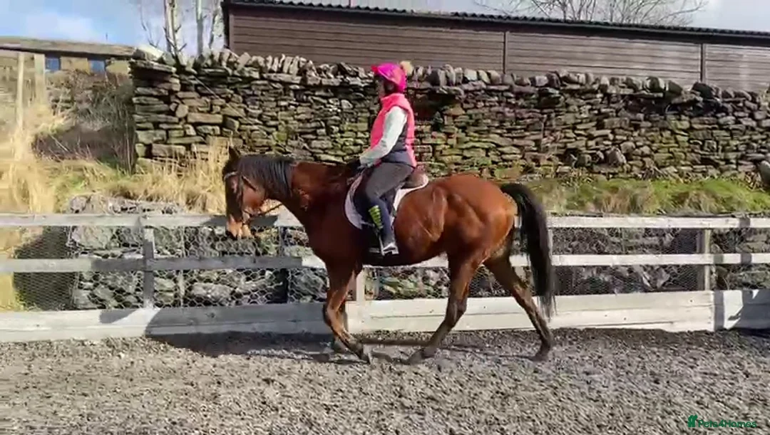 English Thoroughbred horses for sale: Stunning Thoroughbred 16.3 bay mare - Advert 2