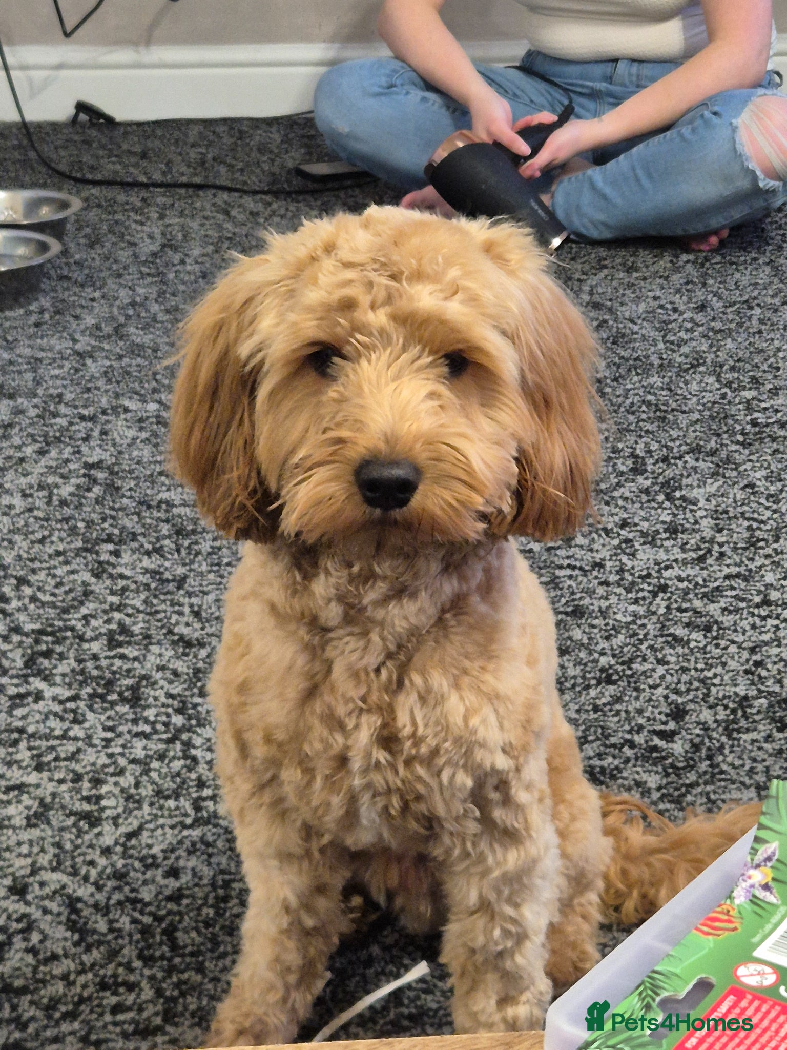 Cockapoo dogs for stud: I have a stunning Toy F2 Cockapoo for stud  in Saltburn-by-the-Sea - Advert 4