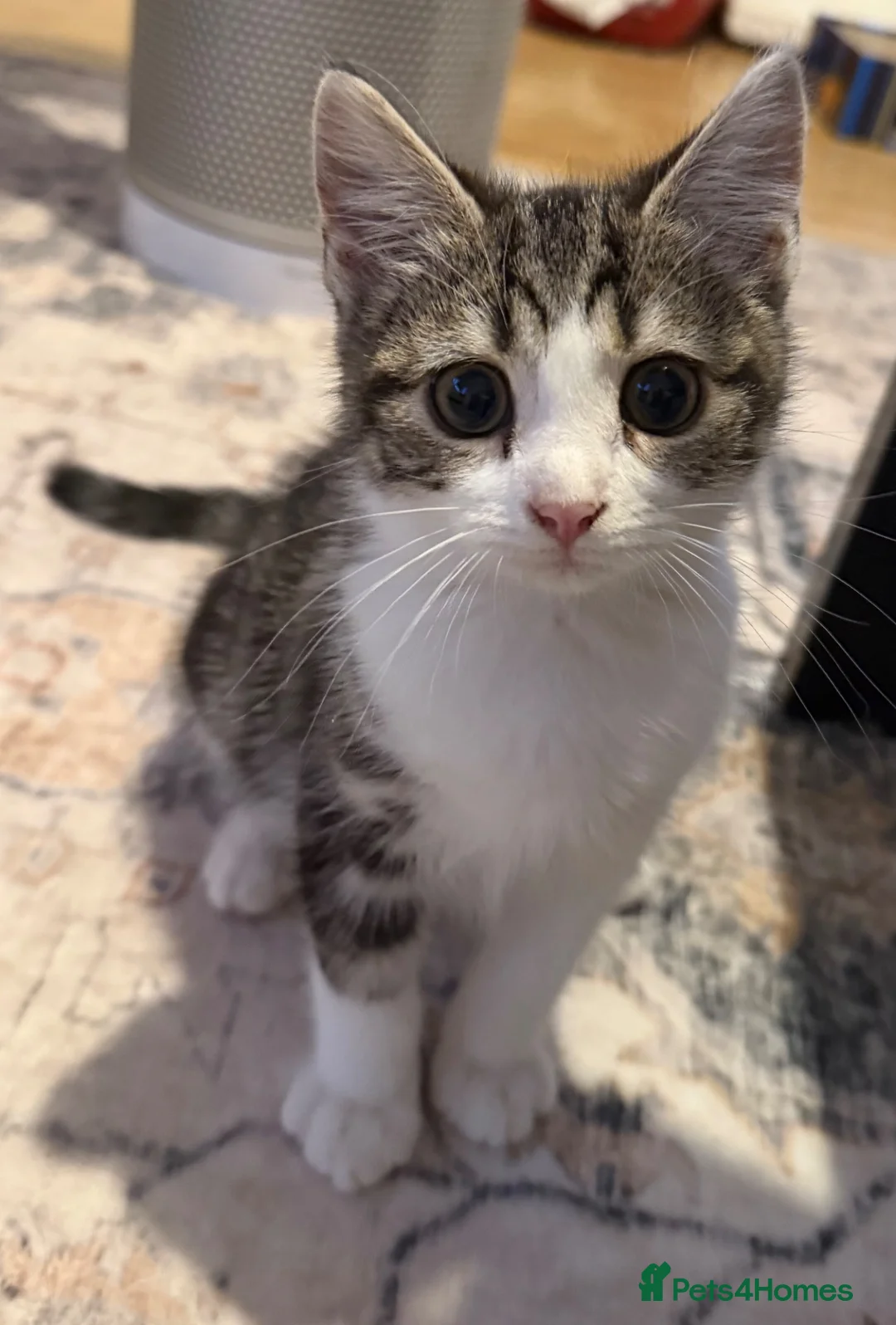 Scottish Fold cats for sale: Scottish Straight Kitten's–Looking for LovingHomes - Advert 12