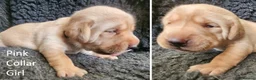 Labrador Retriever dogs for sale: Stunning Red/Golden Labs-KC Reg, Health Checked - Advert 7