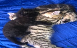 Bombay cats for sale: 🐾🌟tow lovely boys lefted🌟🐾 - Image 9