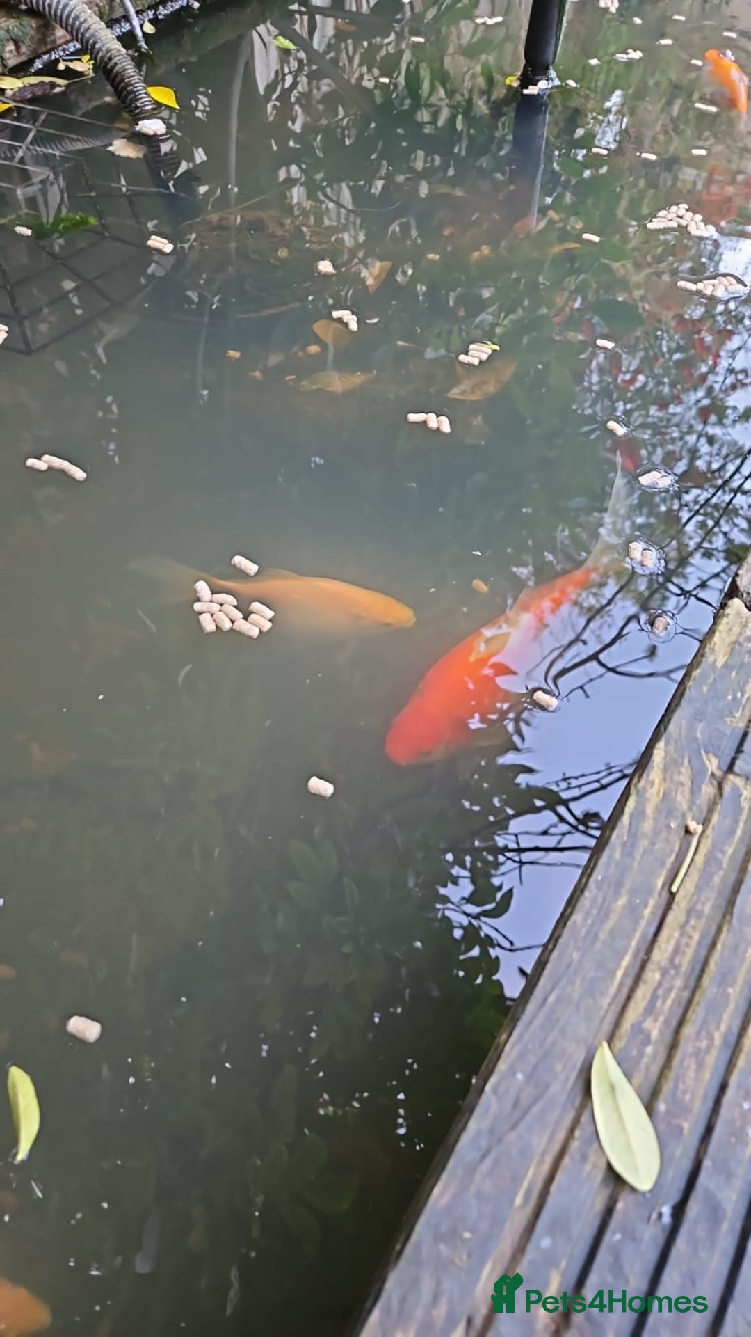 Goldfish fish for sale: Various Goldfish - Advert 2