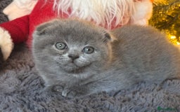 Scottish Fold cats for sale: Beautiful British Shorthair Scottish Fold Kittens - Advert 28