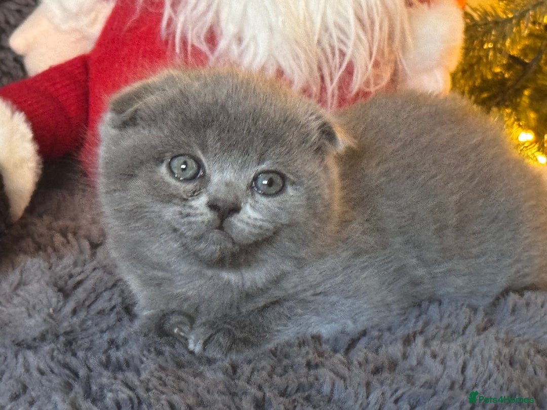 Scottish Fold cats for sale: Beautiful British Shorthair Scottish Fold Kittens - Advert 28