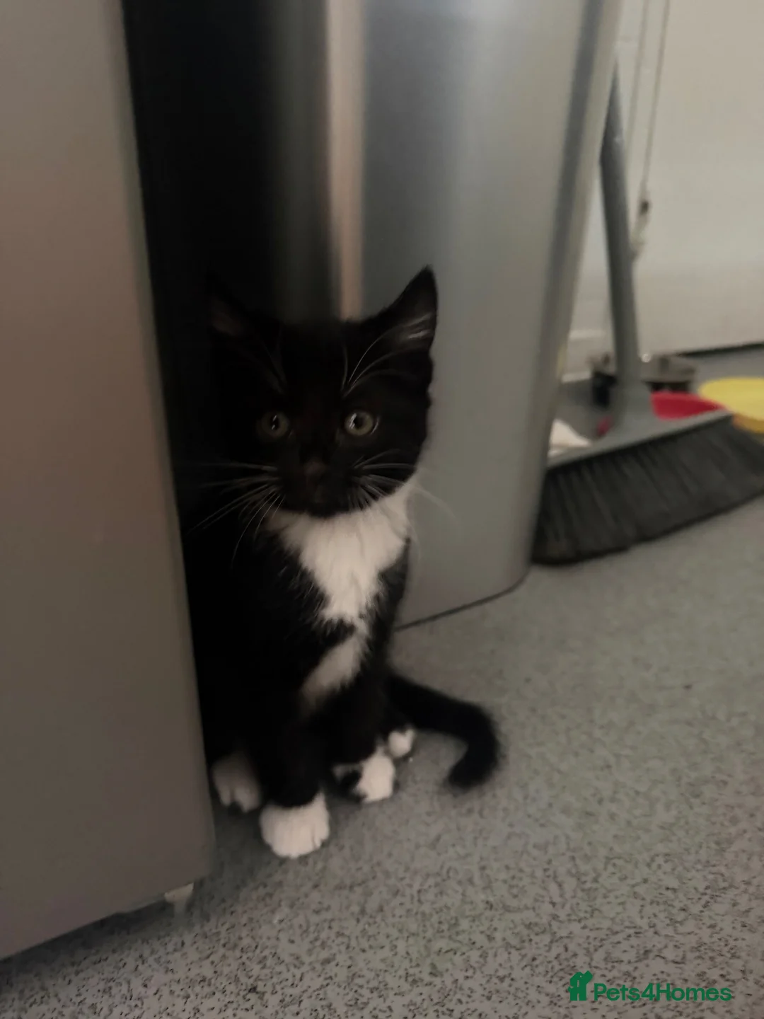 Mixed Breed cats for sale: Kittens  in London - Advert 1