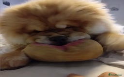 Chow Chow dogs for stud: Chowmazing  - Image 4