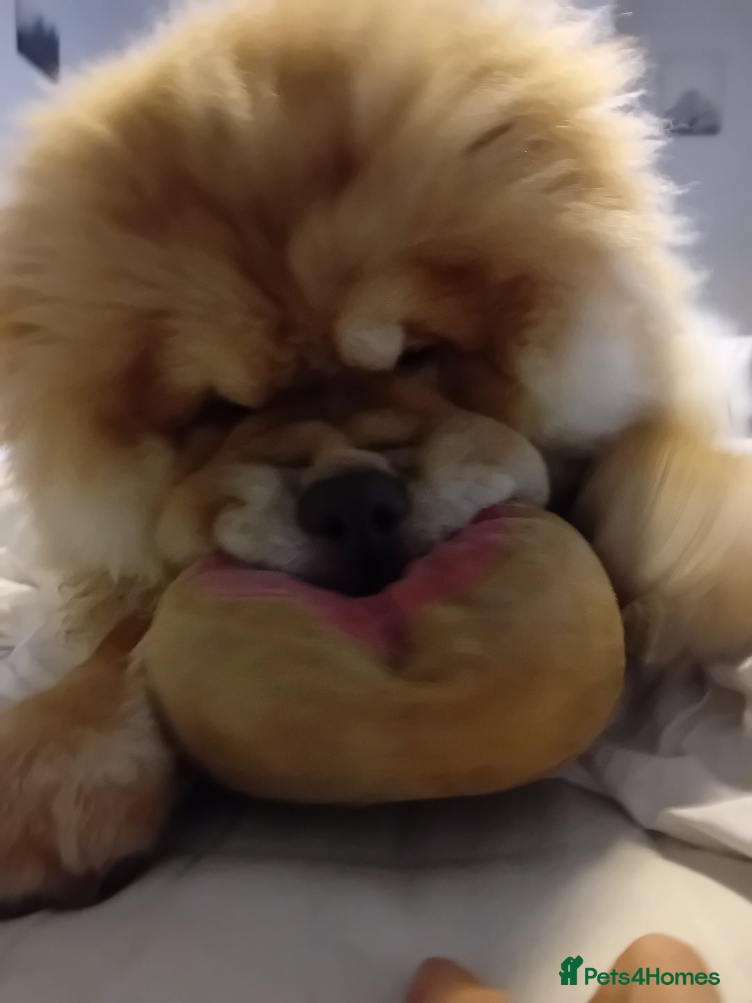 Chow Chow dogs for stud: Chowmazing  - Image 4
