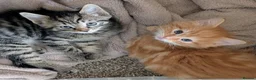 Mixed Breed cats for sale: Gorgeous fluffy tabby kittens! - Advert 11