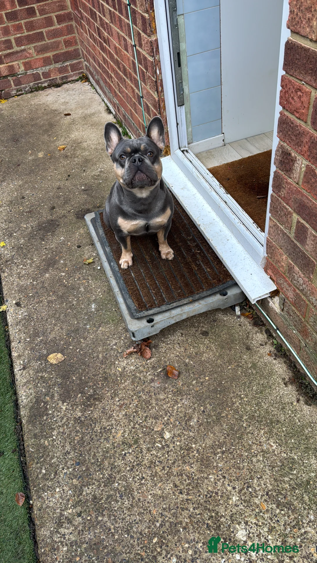 French Bulldog dogs for stud: Nigel for stud  in Longfield - Advert 1