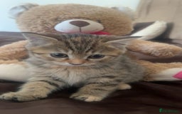 British Shorthair cats for sale: British Shorthairs For Sale - Image 8