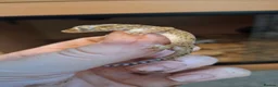 Mixed Breed reptiles for sale: Takydromus, strophurus, sphaerodactylus ect - Advert 5