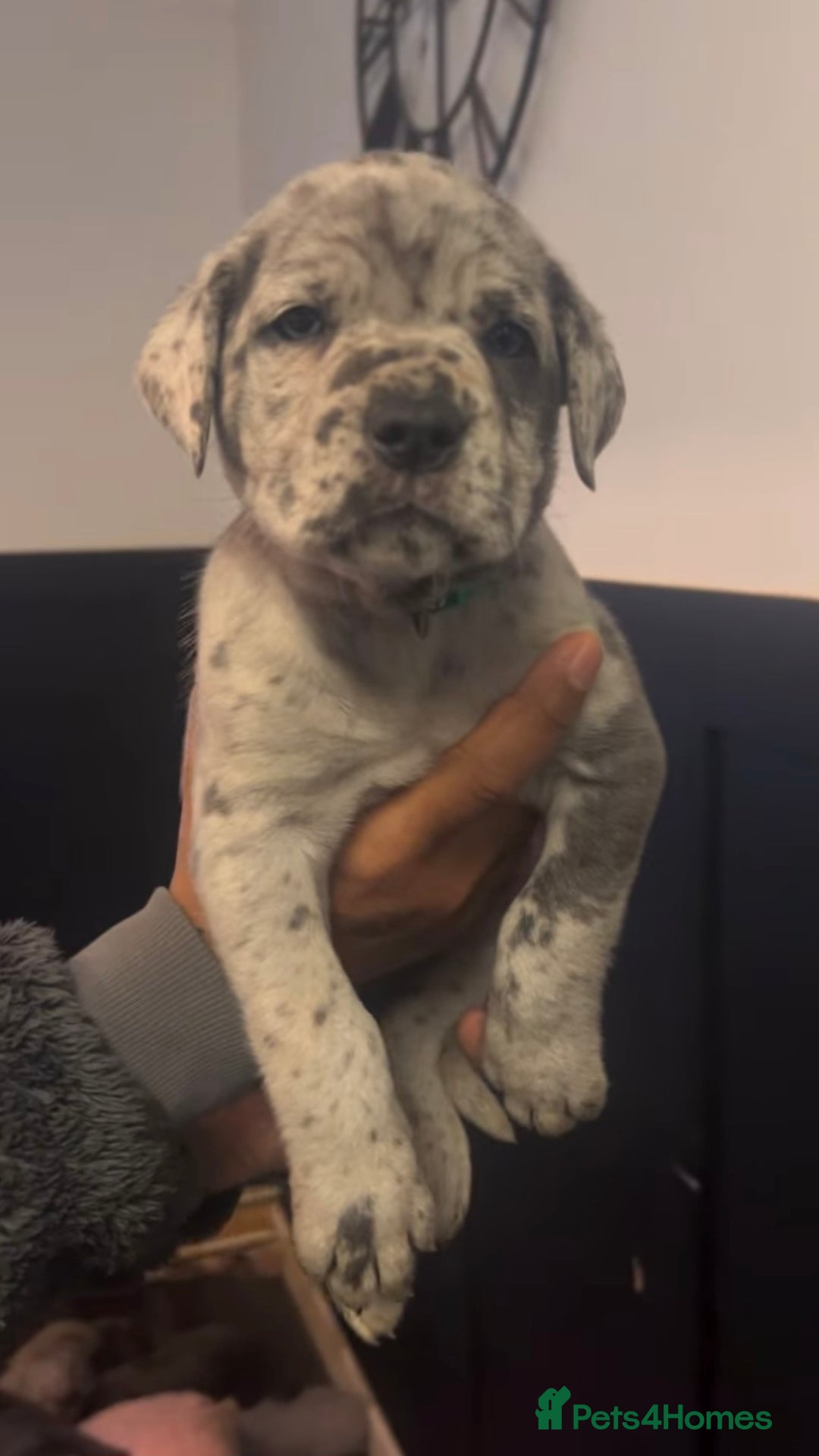 Cane Corso dogs for stud: ‼️CANE CORSO STUD‼️ - Advert 4