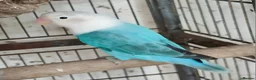 Lovebirds birds for sale: Lovebirds dna'd fischers lovebirds  - Advert 7