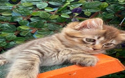 Ragdoll cats for sale: RARE full RAGDOLL BABYS  - Image 15
