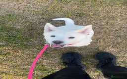 Akita dogs for sale: *Ready* Beautiful white American Akita puppies in Wolverhampton - Image 36