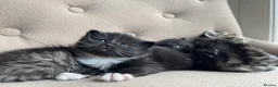 Mixed Breed cats for sale: Adorable Kittens for Sale! in Isleworth - Advert 16