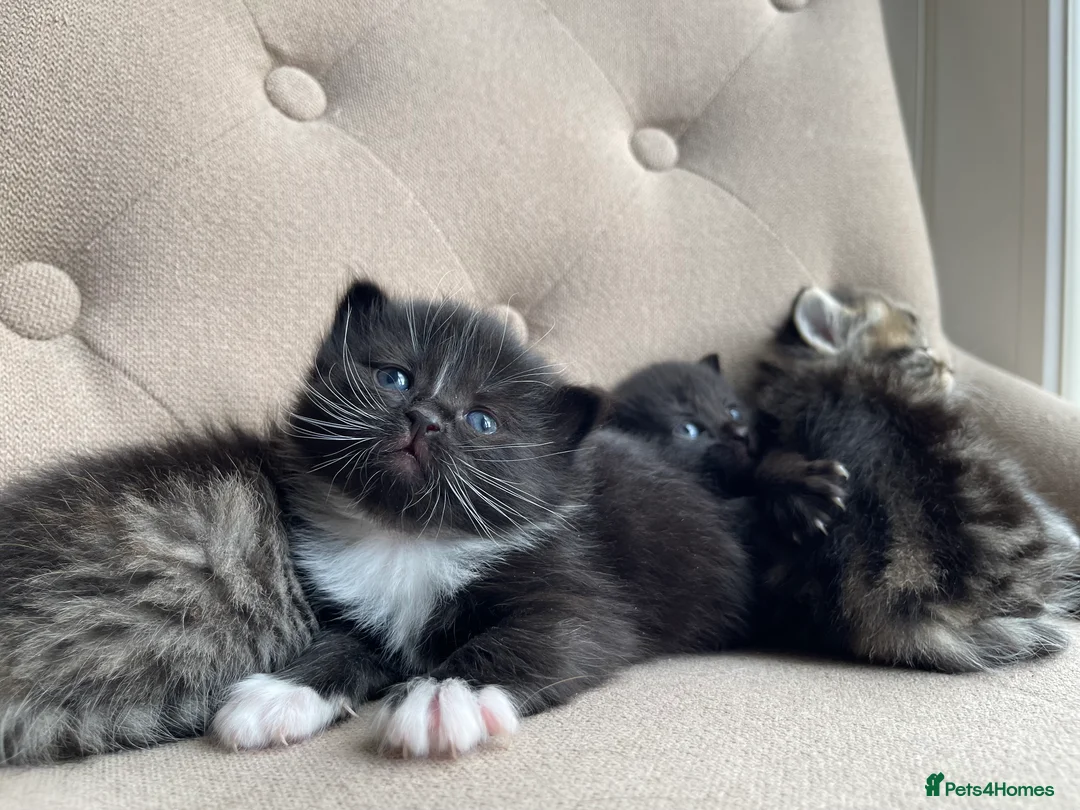 Mixed Breed cats for sale: Adorable Kittens for Sale! - Advert 1