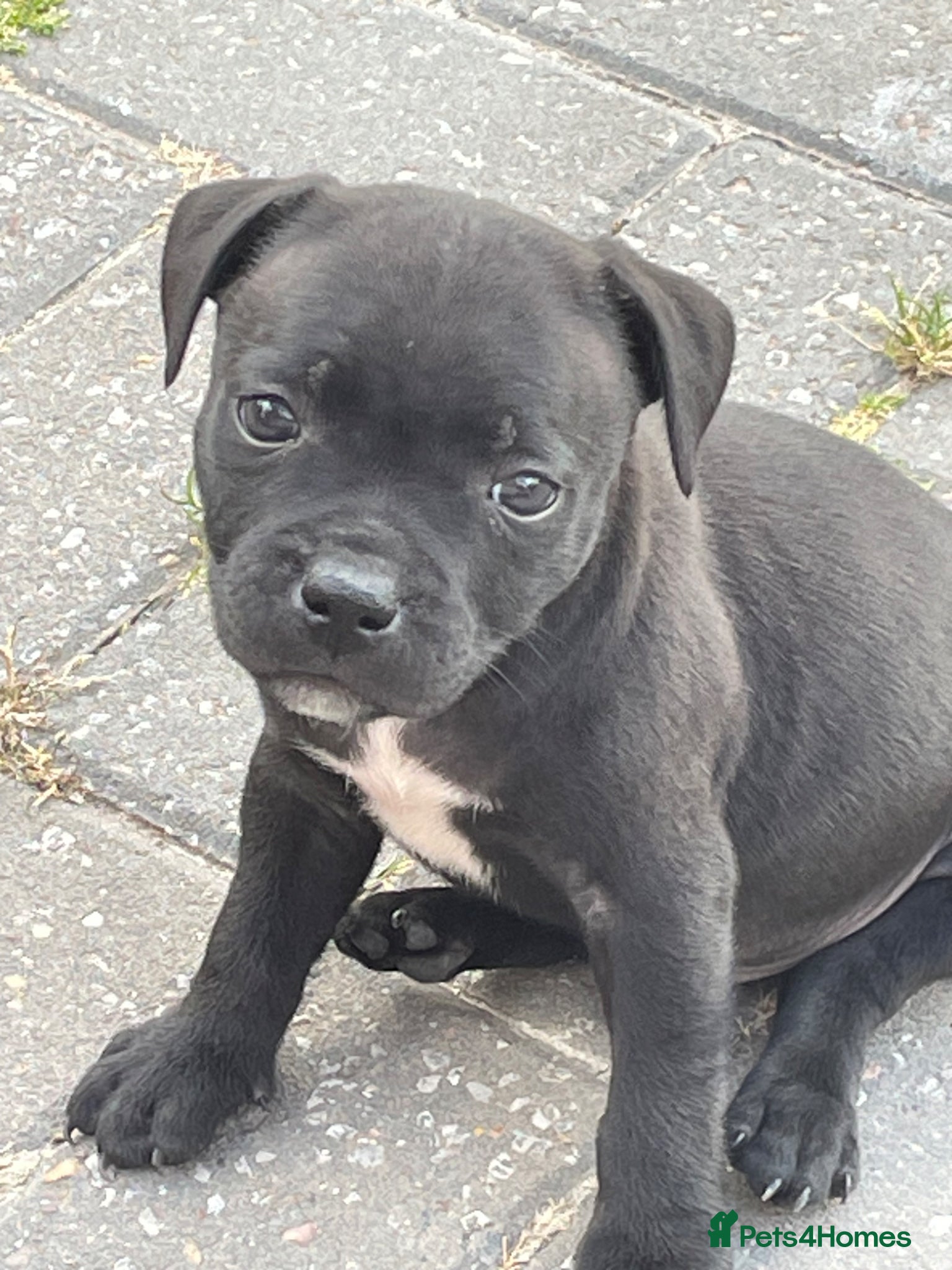 Staffordshire Bull Terrier dogs KC REGISTERED 3 BLACK BOYS 1 GIRL - Advert 1